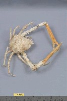 雙裂牛角蟹藏品圖，第4張